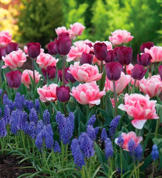 Луковичные многолетники цветущие весной