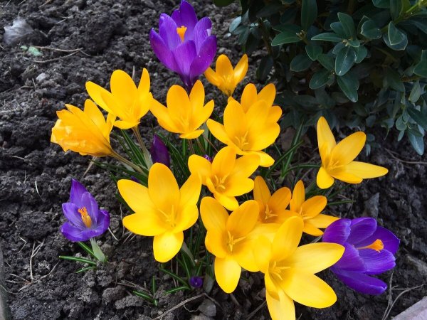 Примула луковичное растение