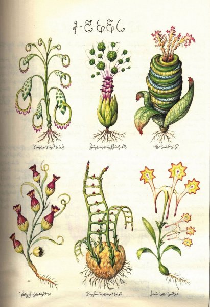 Кодекс Серафини иллюстрации