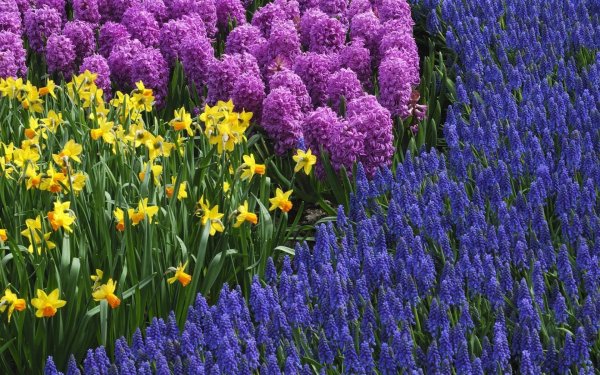 Однолетники и луковичные