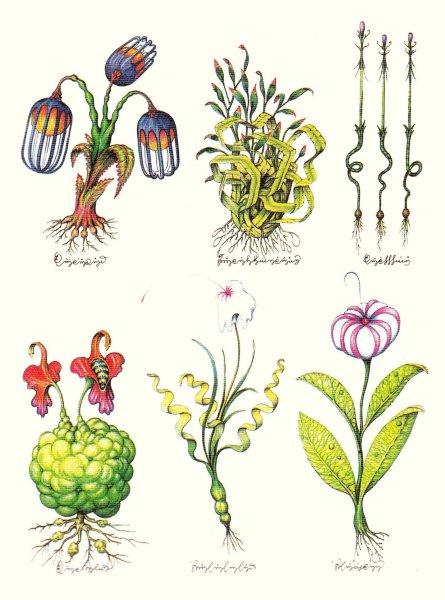 Codex Seraphinianus иллюстрации