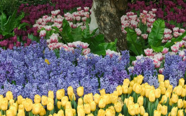 Клубнелуковичные Лилейные