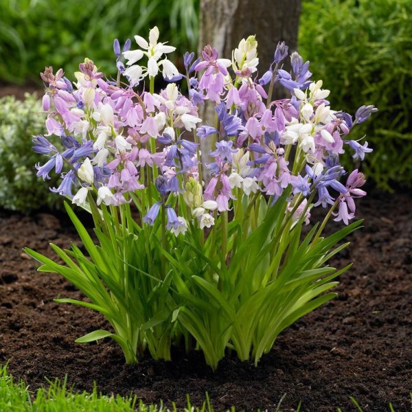 Луковичные многолетники первоцветы