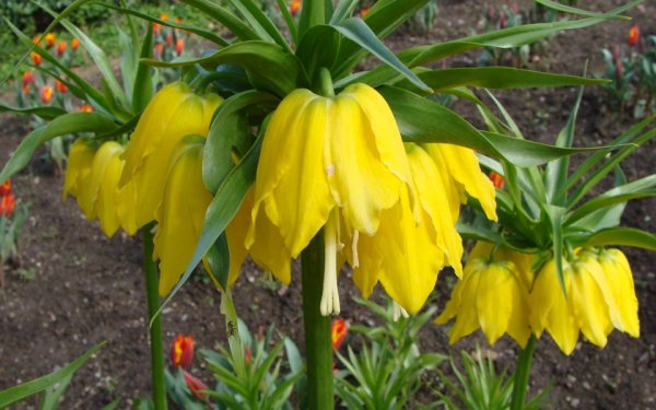 Тюльпаны нарциссы гиацинты