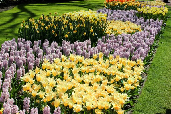 Лук Allium cernuum