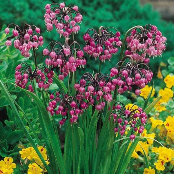 Безвременник цветок