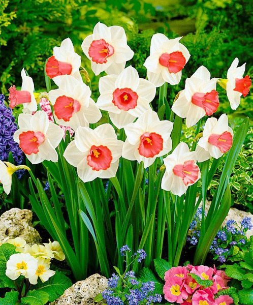 Однолетние луковичные тюльпаны