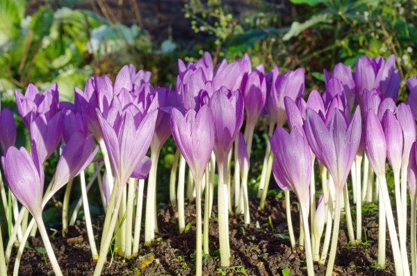 Крокусы нарциссы гиацинты примула