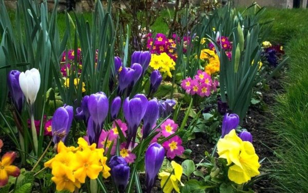 Мускари Крокус тюльпан гиацинт