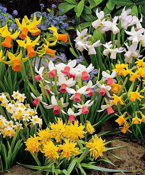 Мускари крокусы тюльпаны нарциссы