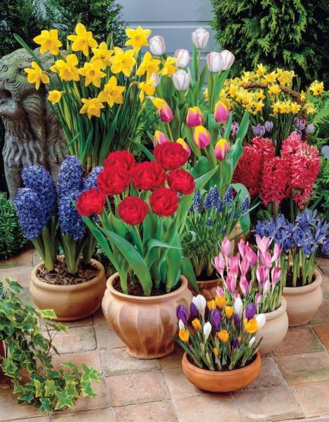 Рябчик Императорский Рубра