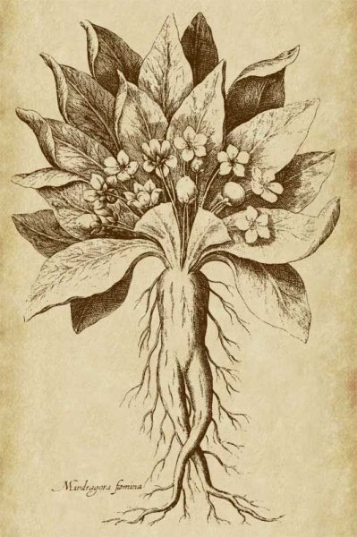 Мандрагора гравюра