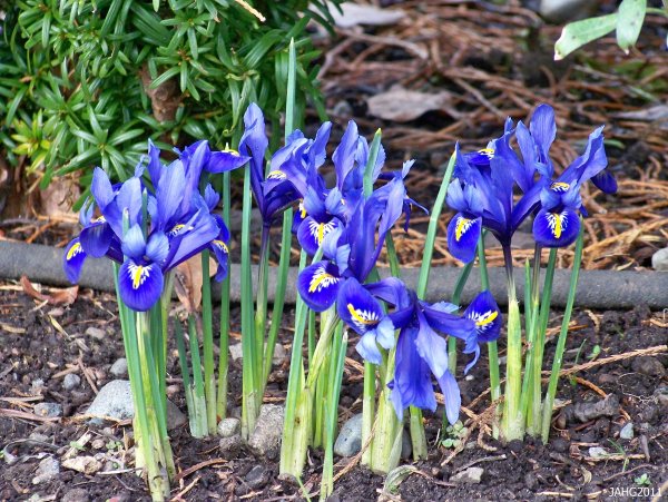 Мускари Сцилла Сибирская