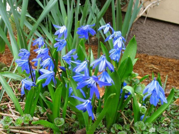 Однолетние луковичные тюльпаны