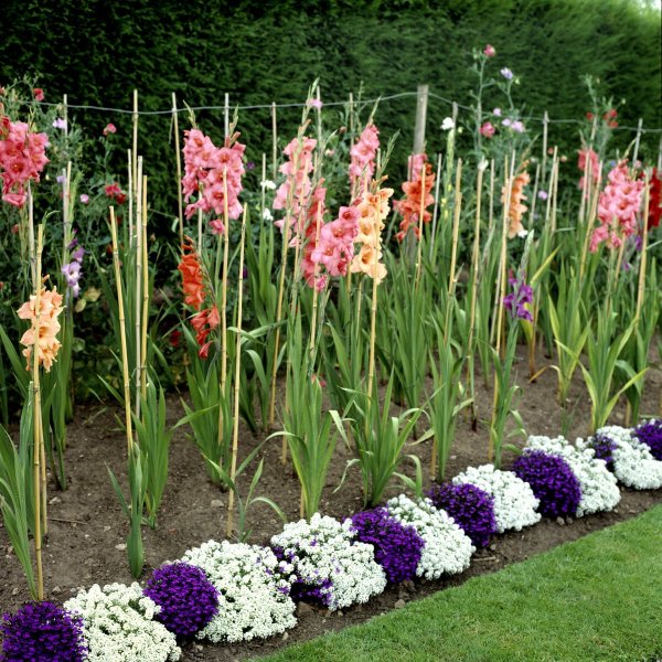 Крокосмия Джордж Дэвидсон