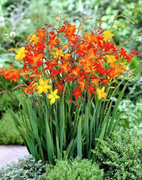 Цветы гладиолусы