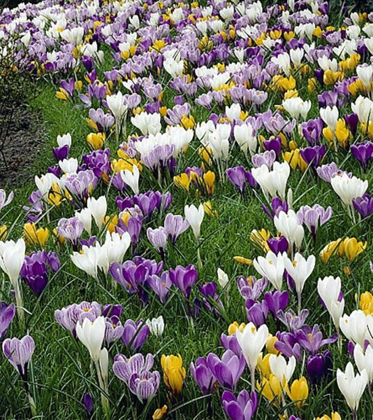 Лук аллиум Суворова