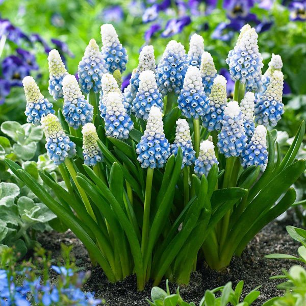 КЕБОЛ луковичные