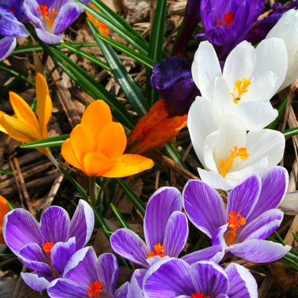 Рябчик шахматный Альба