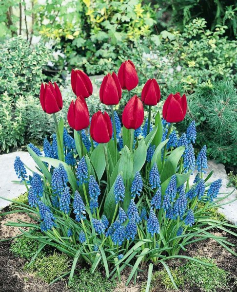 Крокус, тюльпан, гиацинт, Нарцисс, рябчик