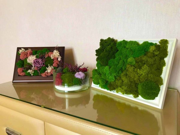 Композиции из стабилизированного мха