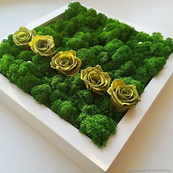 Хризантема стабилизированная