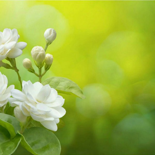 Нежный Жасмин цветок