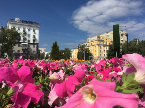 Цветущий город