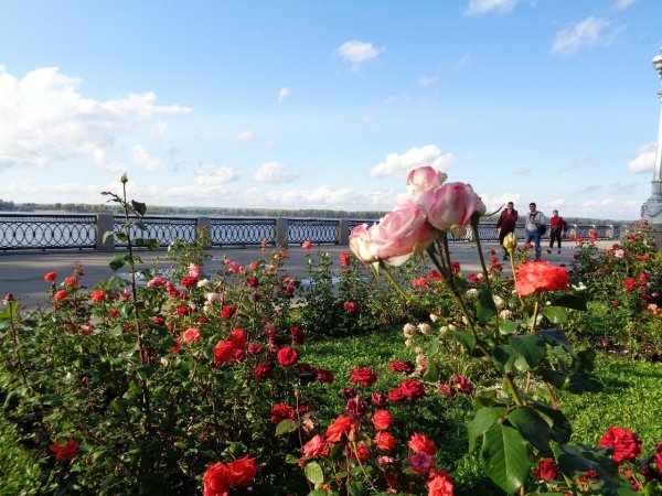 Цветы на набережной