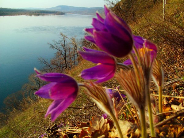Весенняя рассада цветов