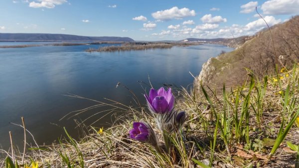 Живые цветы Самара