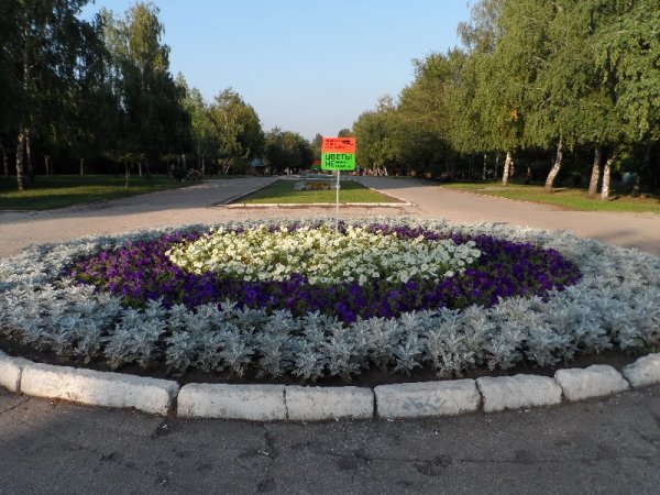 Самарские цветы