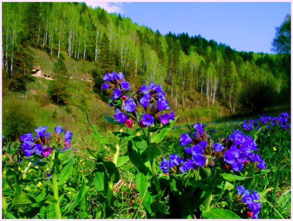 Цветочные оранжереи в Самаре