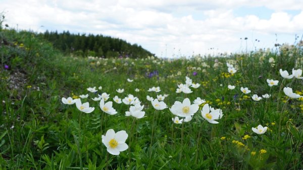 Московское шоссе 230 а база цветов