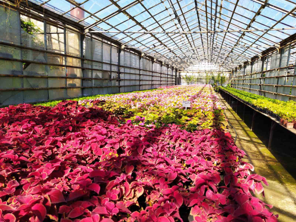 Цветы пос заводской