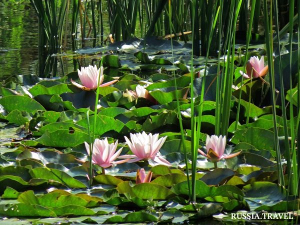 Фловерс клаб