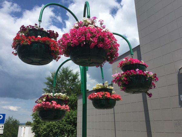 Самара Цветочная