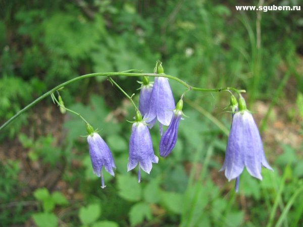 База цветов Самара Санфировой