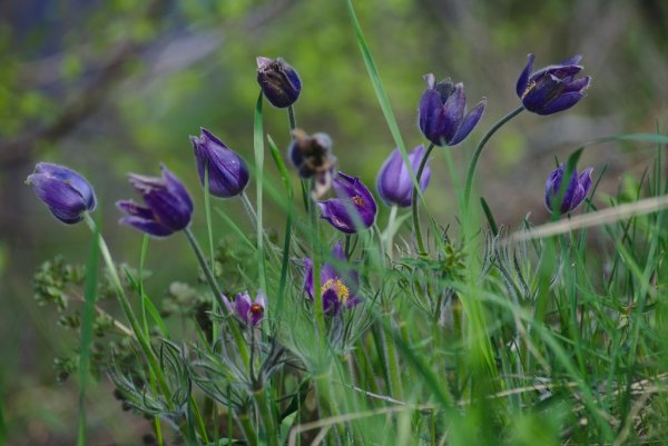 Цветы Самара