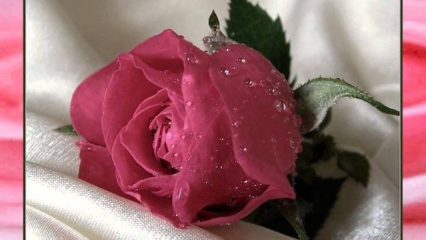 Цветы для самой красивой девушки на свете