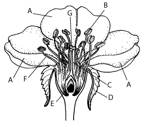 Строение тычинки шиповника