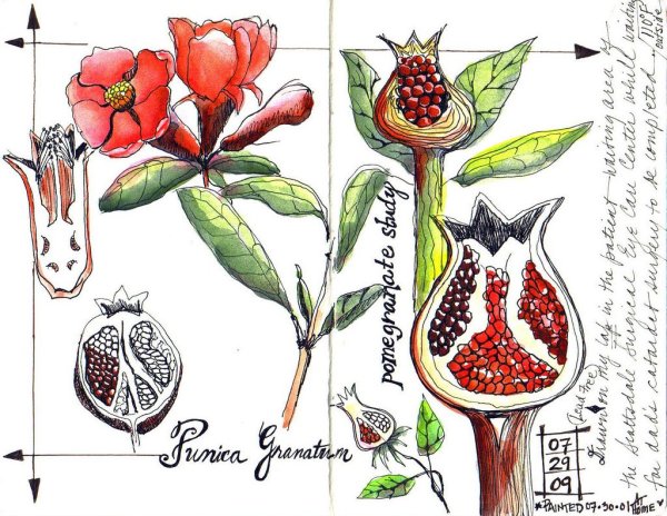 Гранат Ботаническая иллюстрация Отто