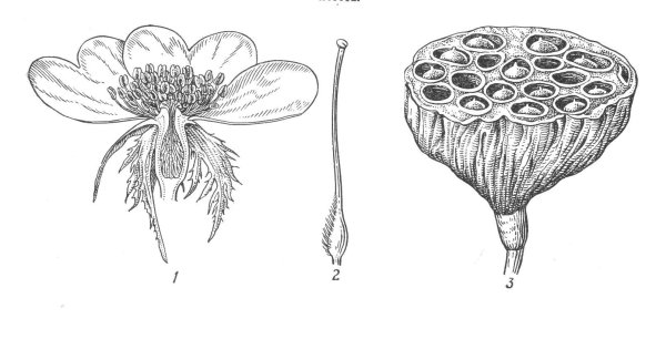 Многоорешек Лютика