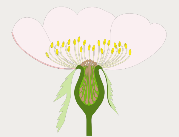 Гипантий шиповника