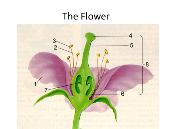Строение тычинки вишни