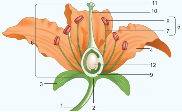 Чашечка цветка паппус