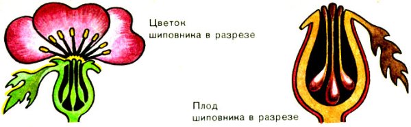 Строение плода шиповника