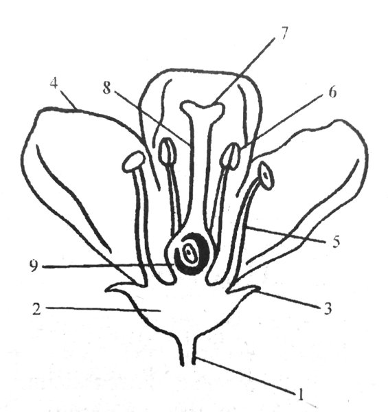 Чашелистик тычиночную нить рыльце