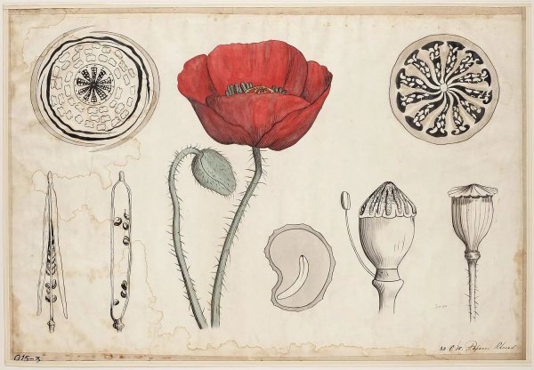 Мак самосейка коробочка