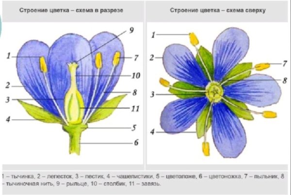 Схема цветка